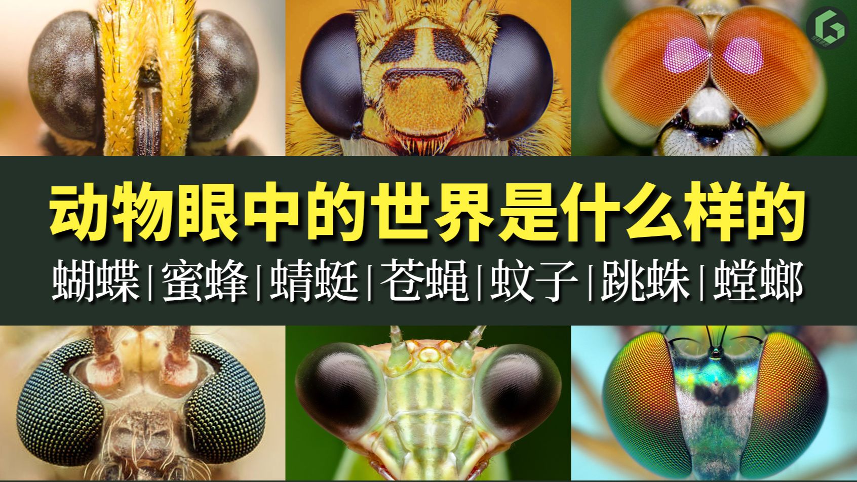 动物眼中的世界是什么样的？【三】