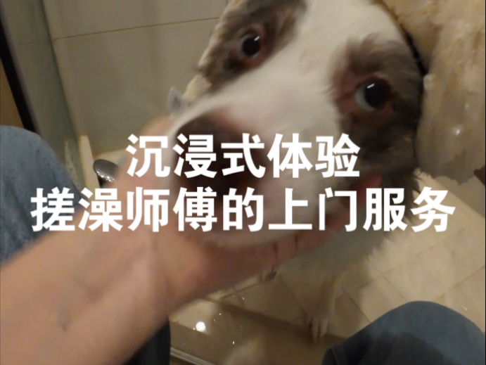 上门给小猫小狗搓澡也太治愈了吧！