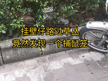 挂壁仔和鼠少爷不得不说的故事