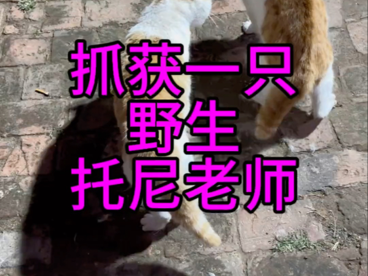 人在拉屎的时候总是脆弱的 更不要说在野外了