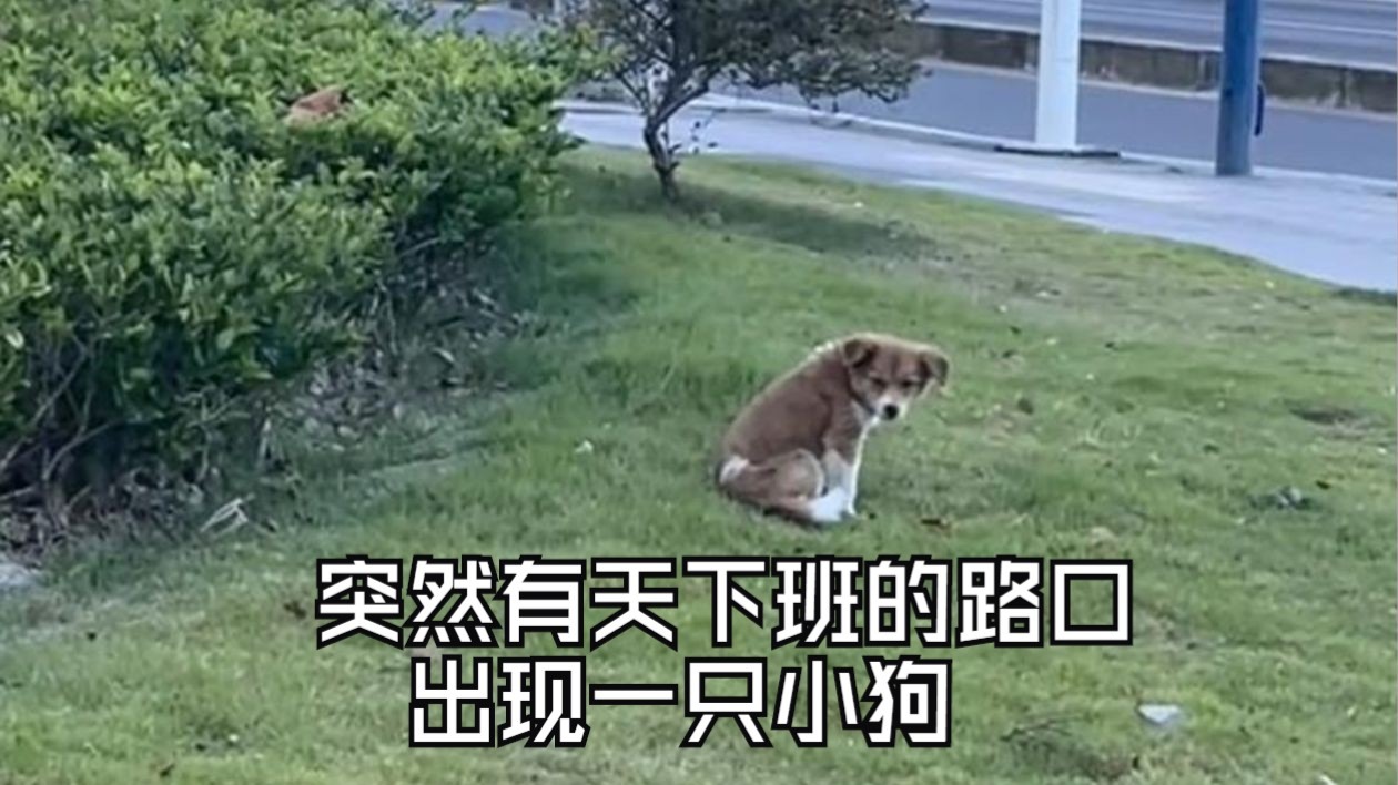 手慢无系列，和流浪小狗的故事就这样开始啦