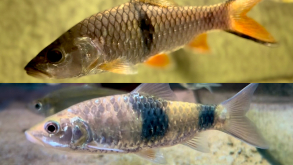 【新鱼介绍318期】“掠食性鲤鱼”&“原生水猴子”：双斑裂峡鲃