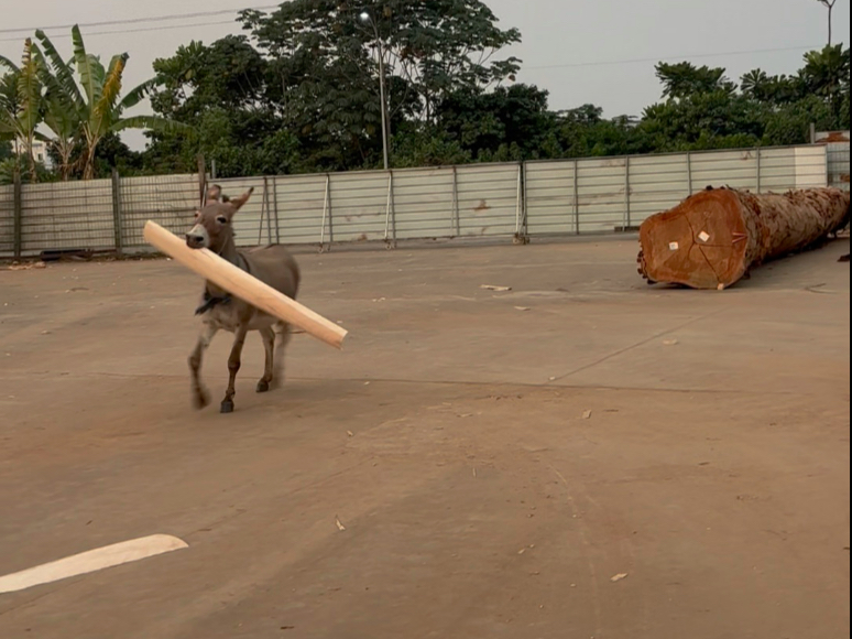 小驴叼着木皮绕圈圈