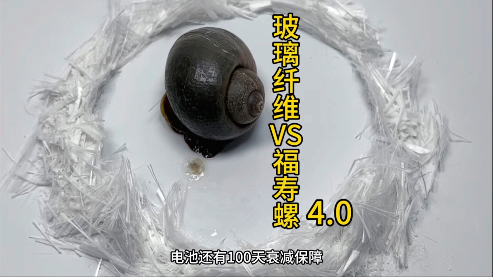 把玻璃纤维和痒痒粉混在一起，将福寿螺围成一个圈，他是否能够逃