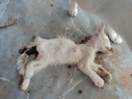 【郑州小男孩动物救助】我的最新作品，快来一睹为快！