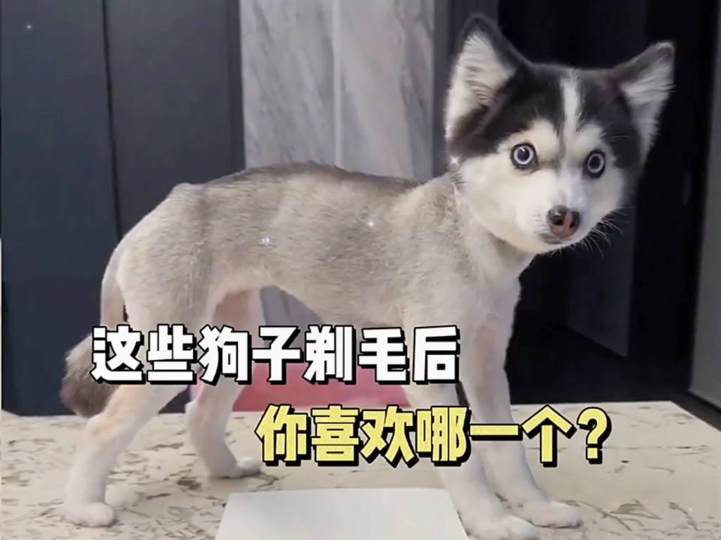 那些帅帅的狗子剃毛后都长什么样？