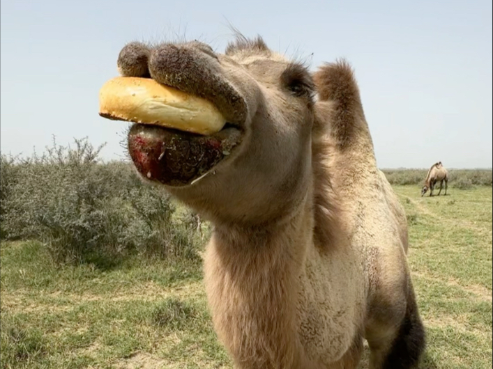 用胸口拥抱大地 刺尖全断我肉里了