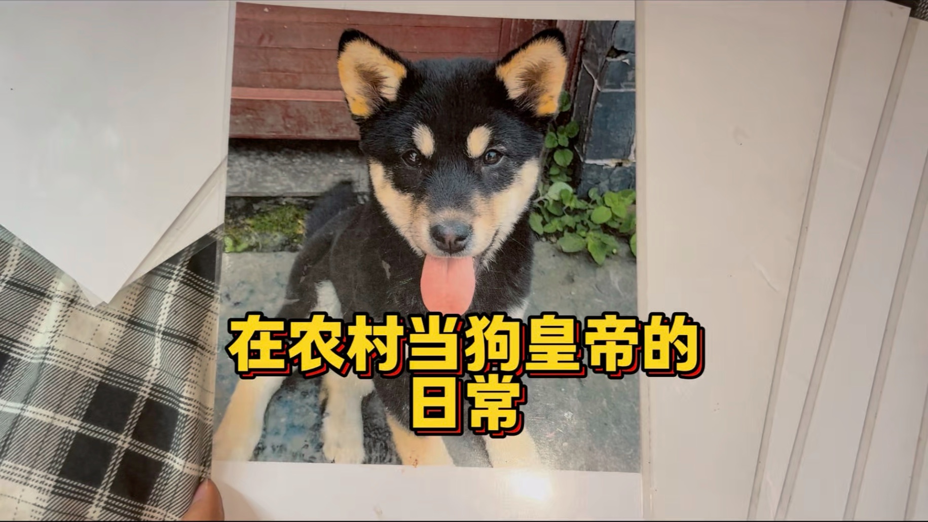 沉浸式在农村当狗皇帝！晚上翻牌选小狗到房里睡觉！