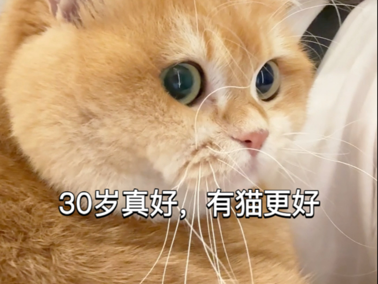 长大真好，可以有自己的小猫
