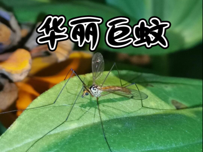 华丽巨蚊