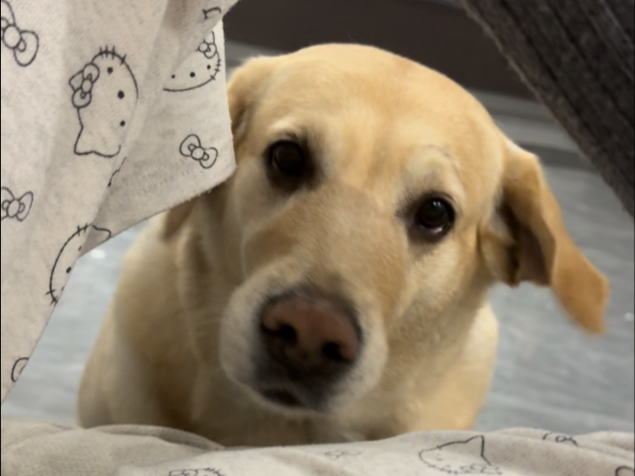 你虾的奇奇怪怪！