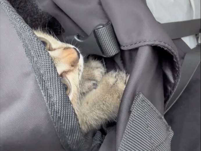 第一次给小猫驱虫，第一次带出门，没想到它这么乘。