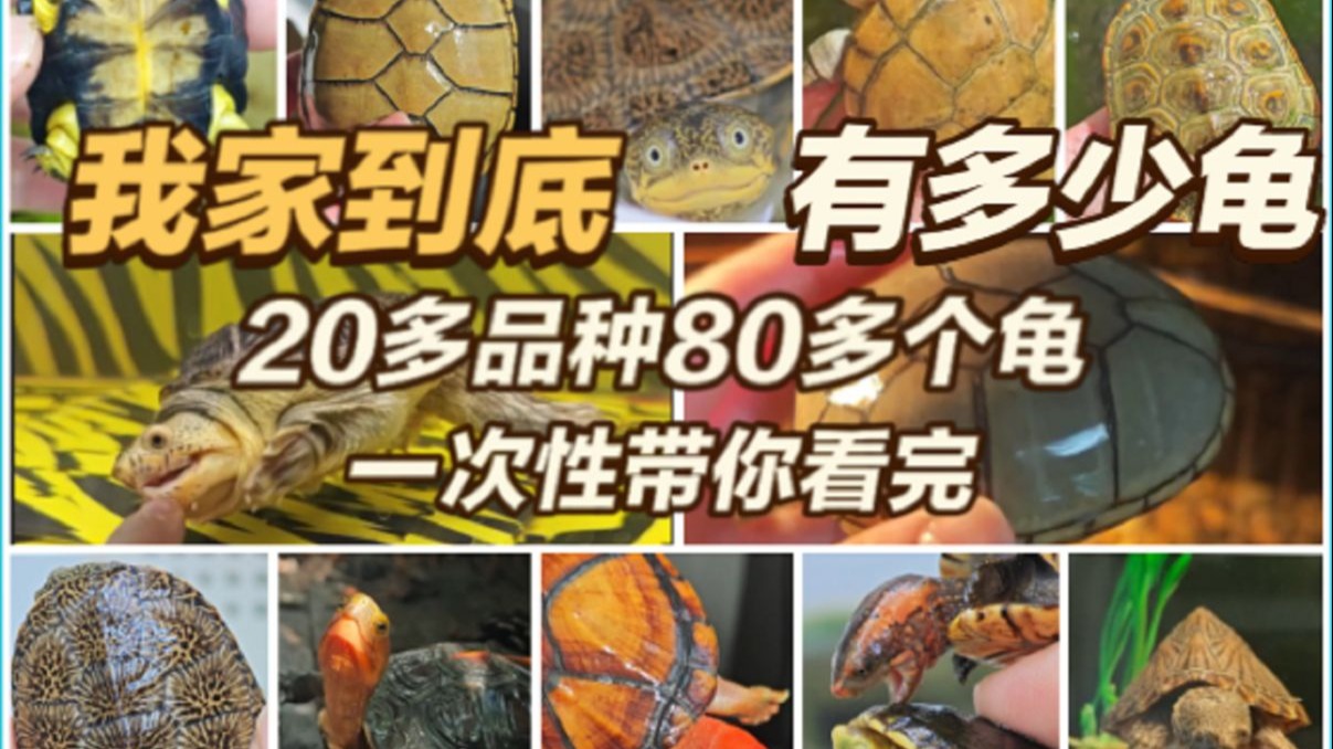 我家到底有多少爬宠？4分钟带你看完我家所有龟！