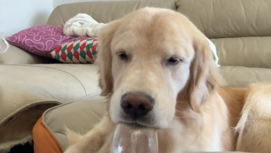 第一杯敬自己，没有小狗这个家真的会散