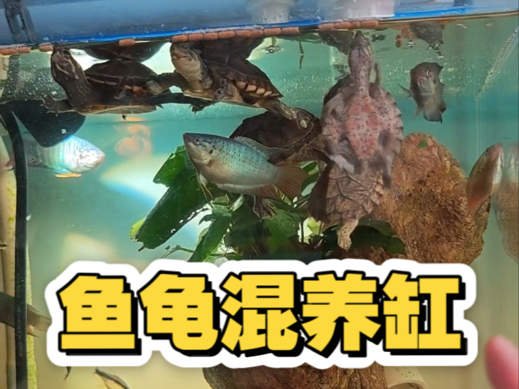 游戏主播下播都干嘛？当然是养龟啊！养一群能把我送走的蛋龟