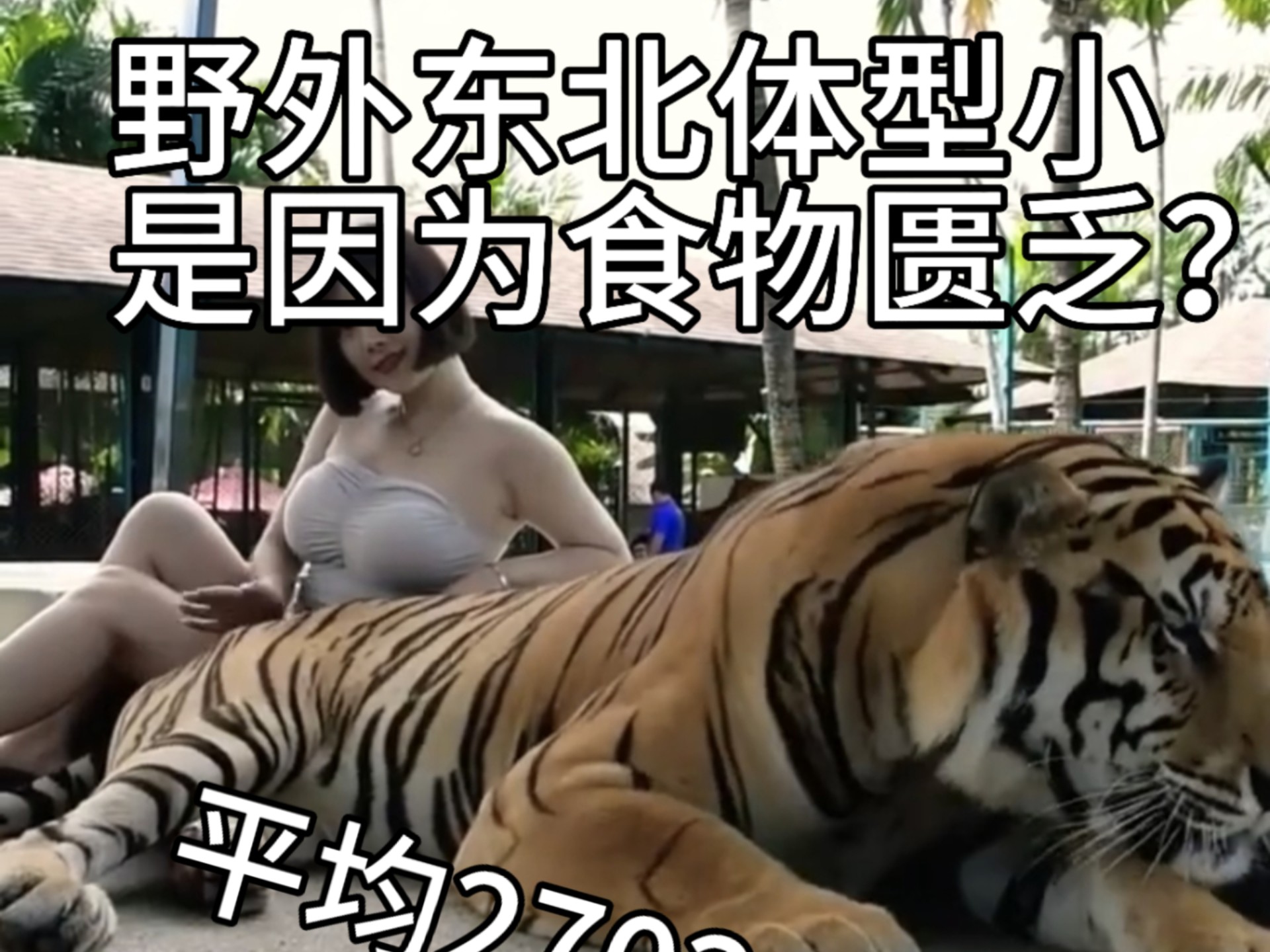 野外东北体型小是因为食物匮乏？不好意思，有一种猫科动物食物更