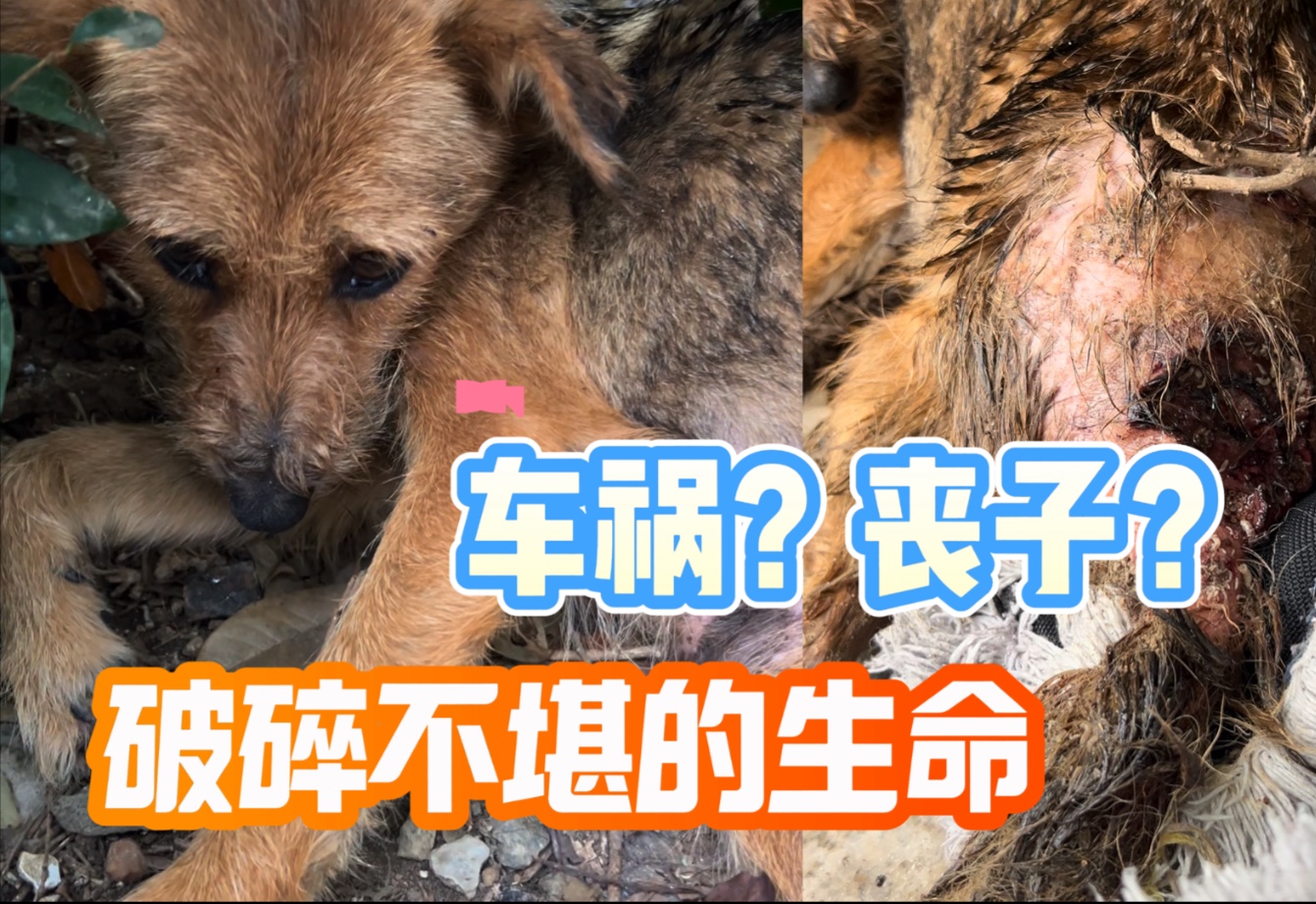 流浪狗活生生被啃噬，谁来拯救它卑微的生命？