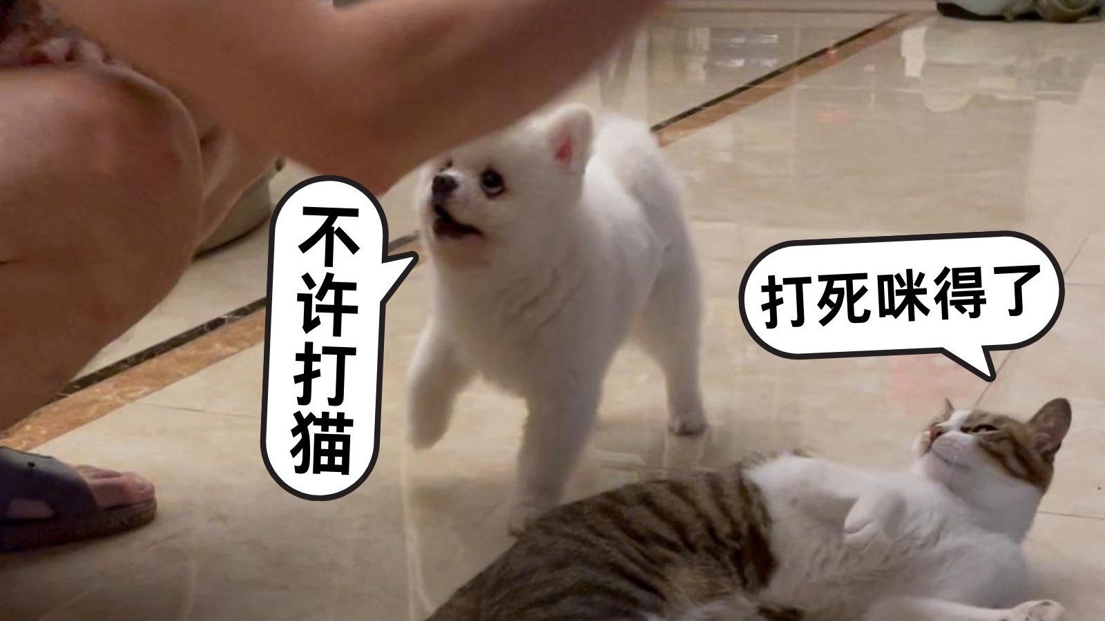 狗捡回来的咪就得由狗护着