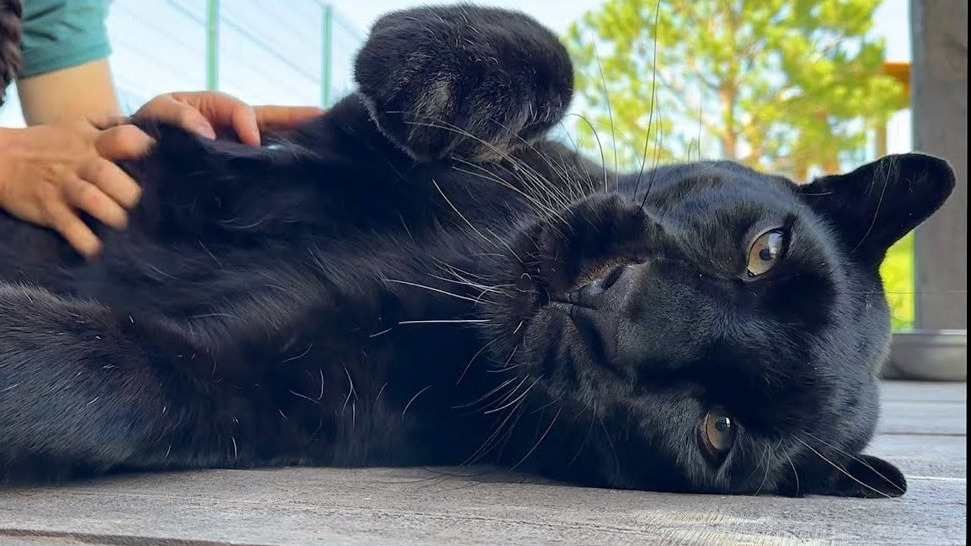 豹 废：就这个按摩爽！