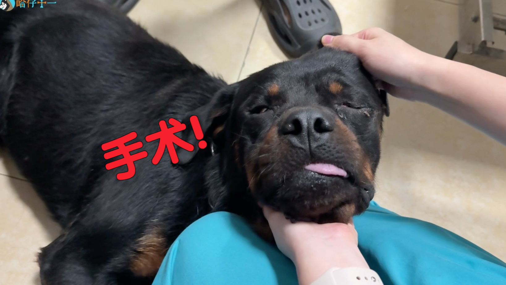 罗威纳刚加入大哈传媒，出场费就直线飙升！
