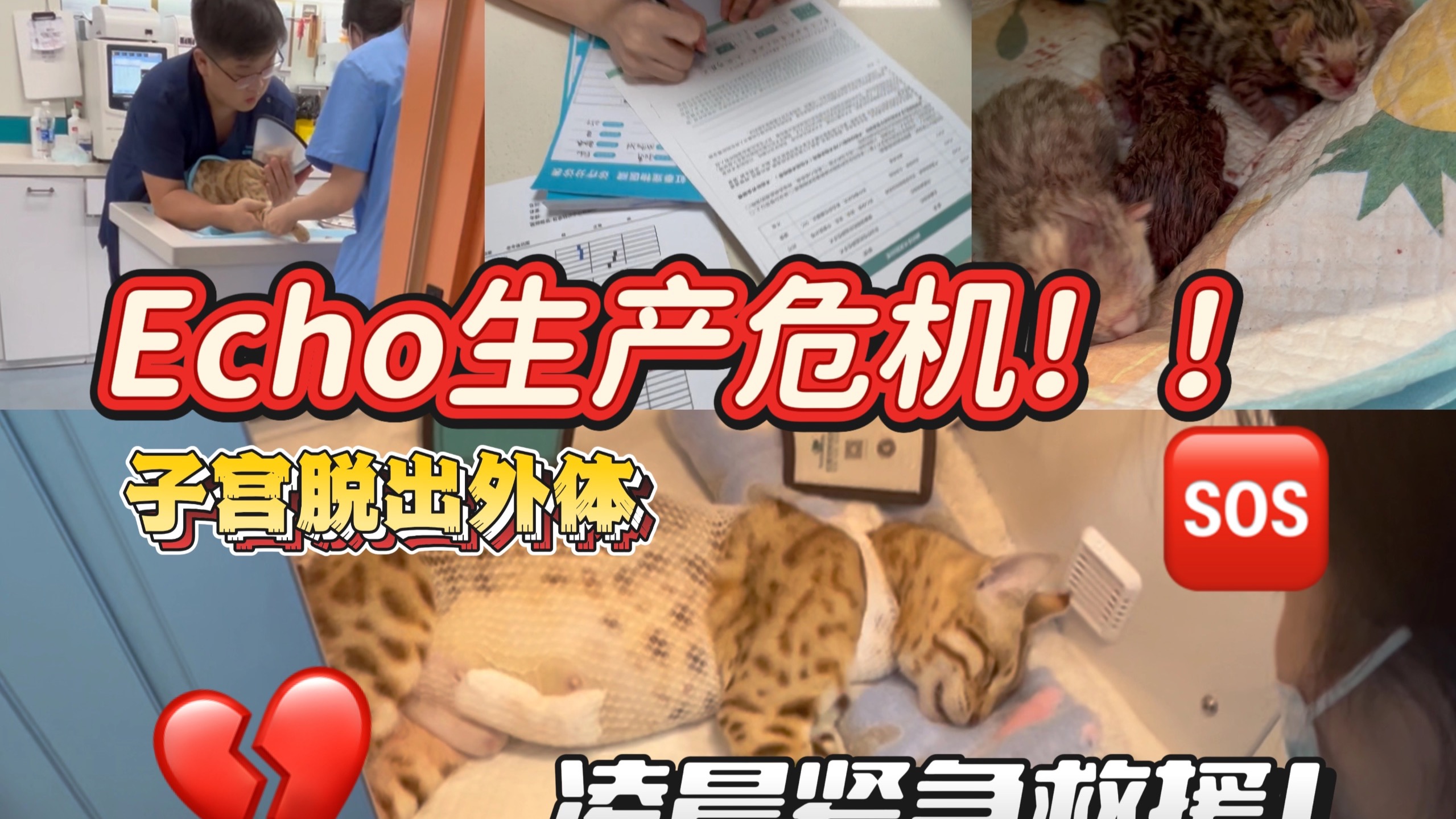突发产妇子宫脱垂！半夜紧急奔医院，做繁育最怕的事情又增加了一