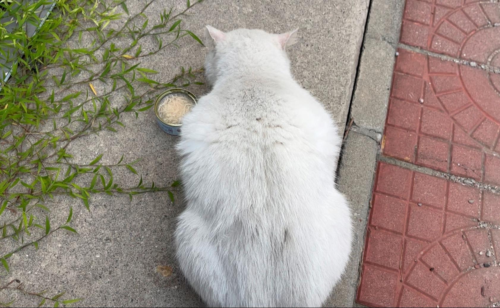 阿猪又搬家了！