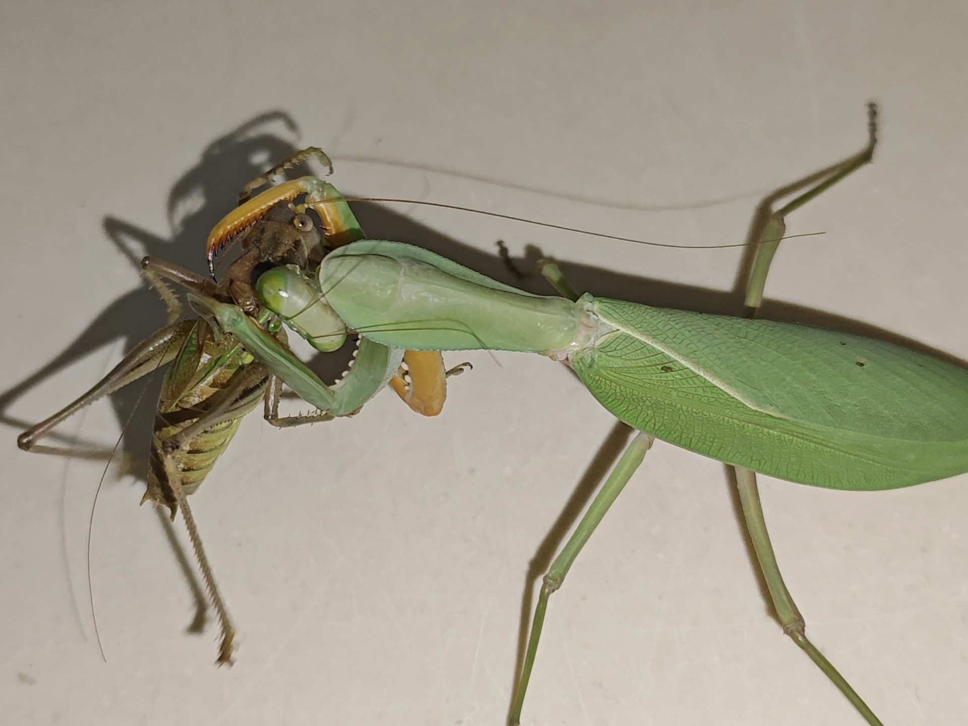 具疹斧螳平地抓杀蝈蝈