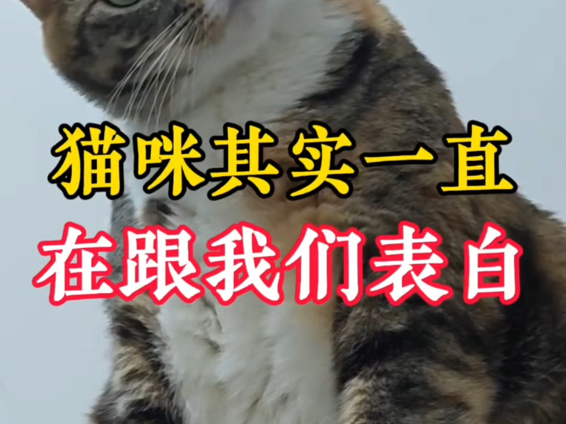 猫咪其实一直在跟我们表白