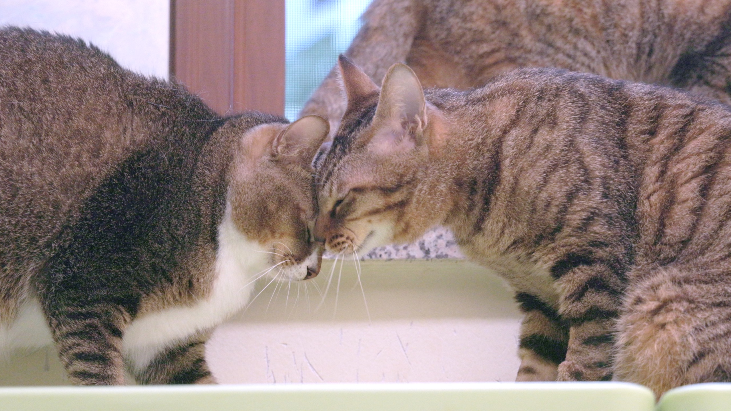 他过去蹭了蹭那只害怕的猫，世界瞬间美好了 ｜西树猫家常5