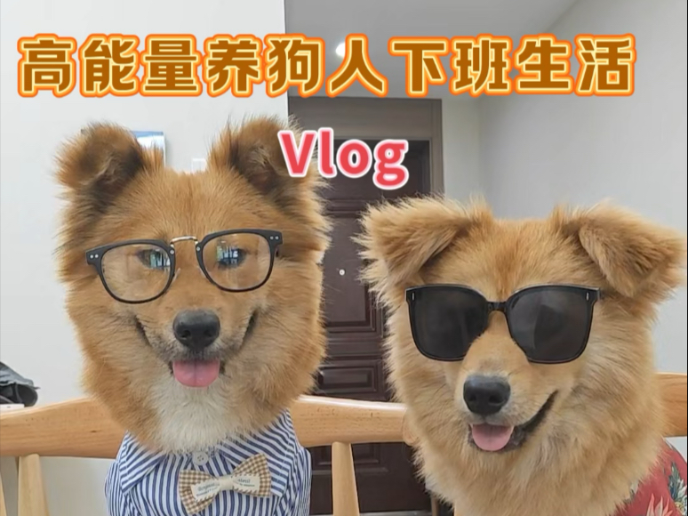 没想到捡了两只狗狗后的生活居然是这样的！