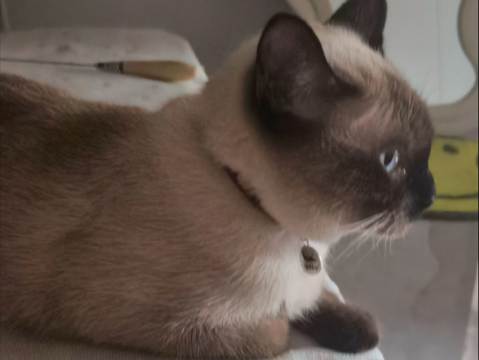 猫：这是你的床又不是我的为什么不能放玩具