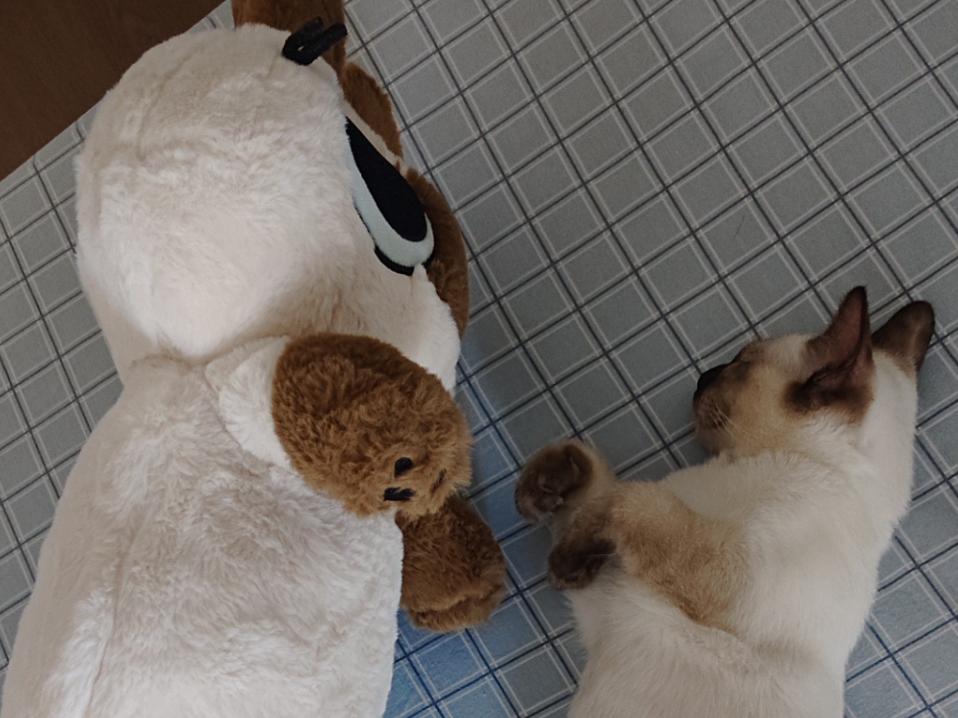 到底谁是抱枕？