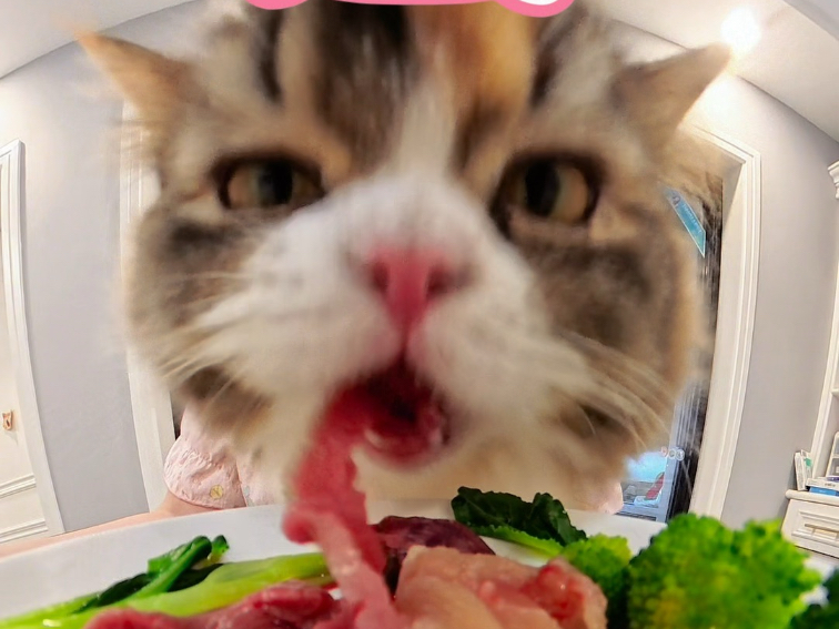 第一视角看小猫咪吃饭！