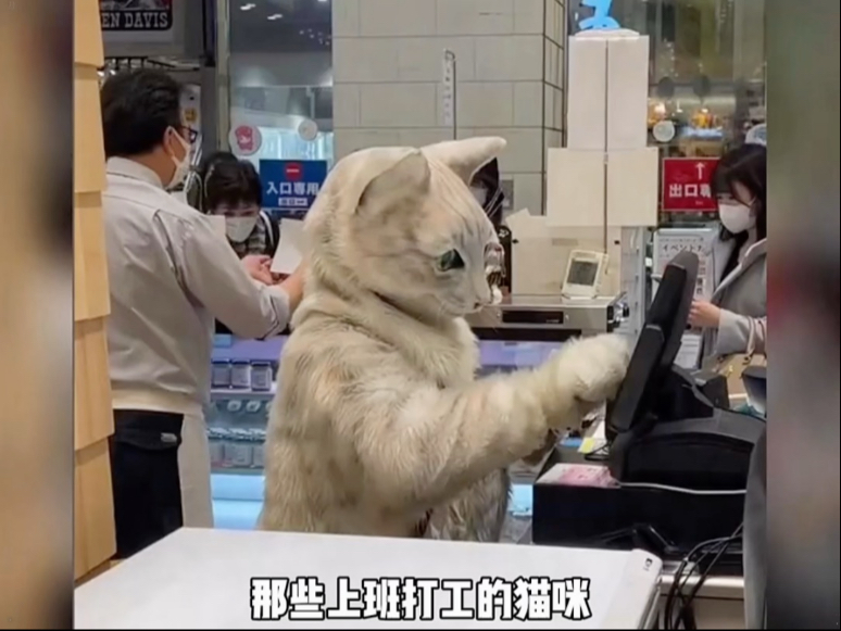 那些上班打工的猫咪 来看看哪些最会