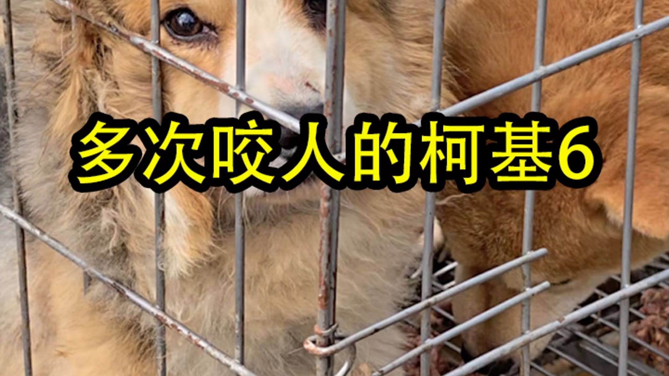 小锤亮相，柯基依然疯狂咬人！