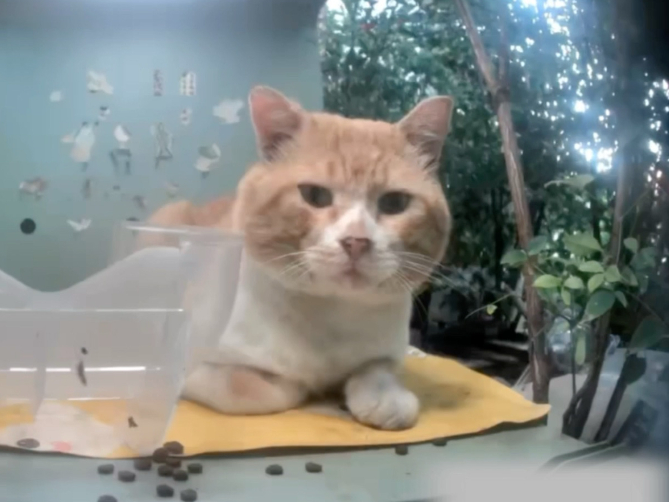 流浪猫不会说话 它们只会一味的等待