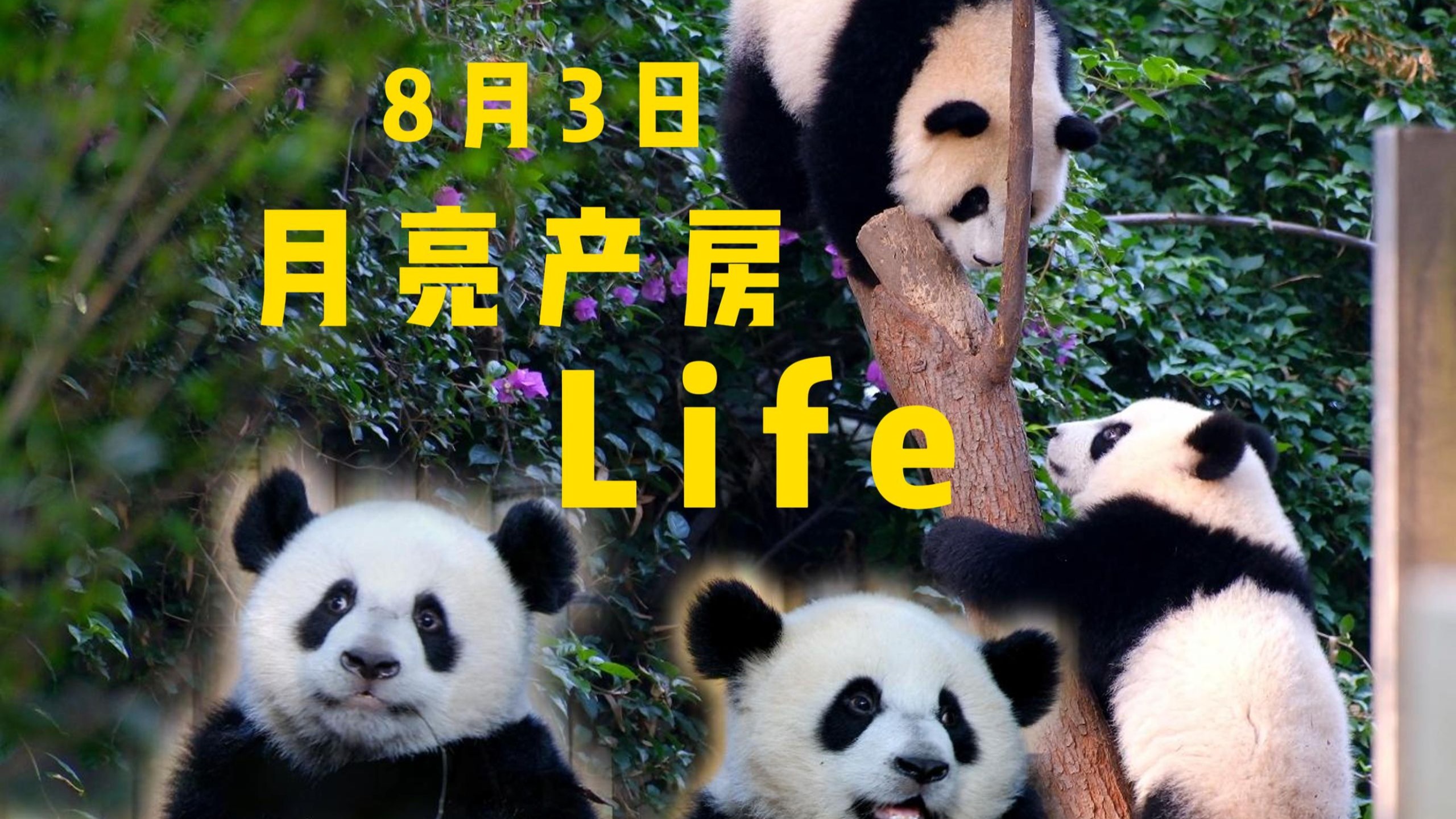 8月3日 进度条警告 好难得的超长外场