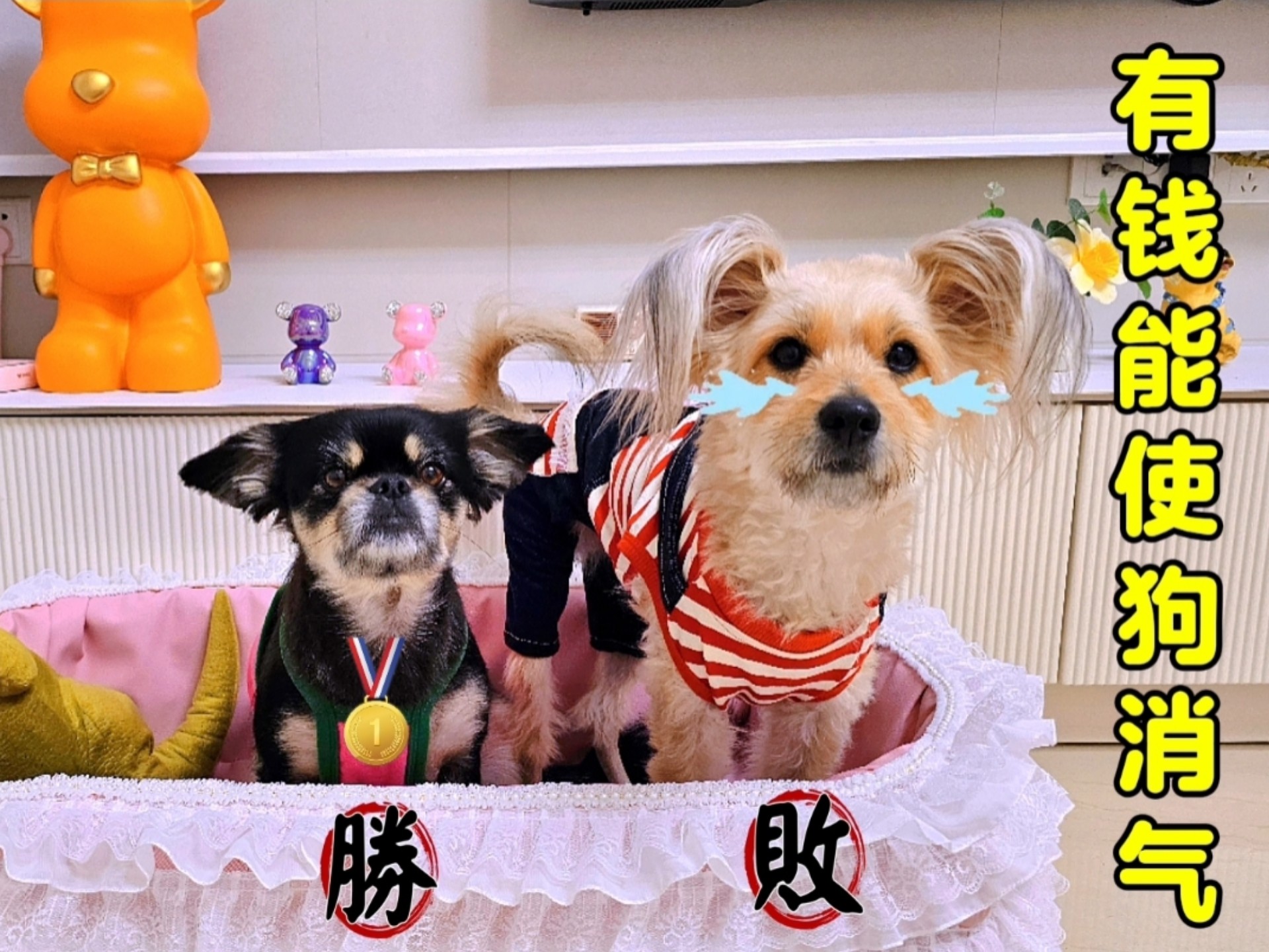 狗狗的小心机：只要钱给到位，其它都不是问题