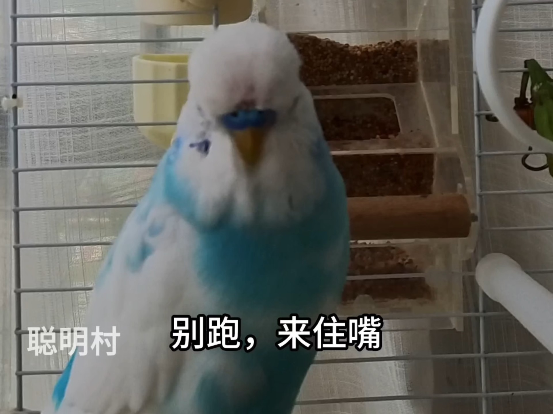 这只癫鸟，知道的太多了，竟然要告发…一只小鸟天天胡说八道