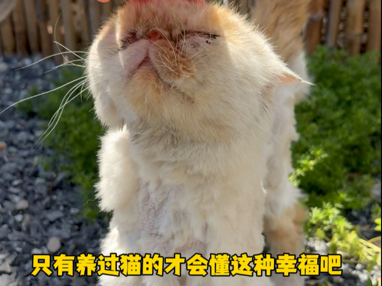 总是因为小猫的一声声回应而感到幸福