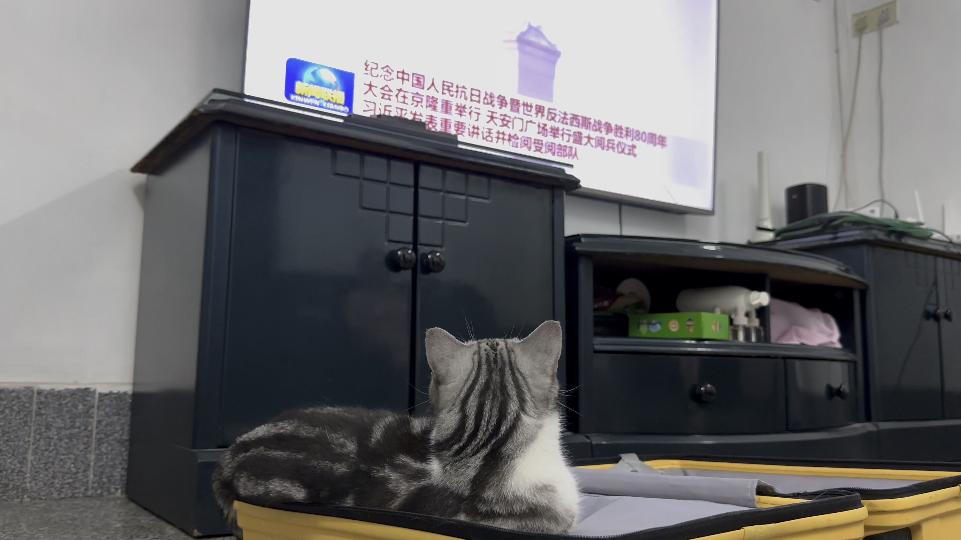 小猫咪也喜欢看阅兵