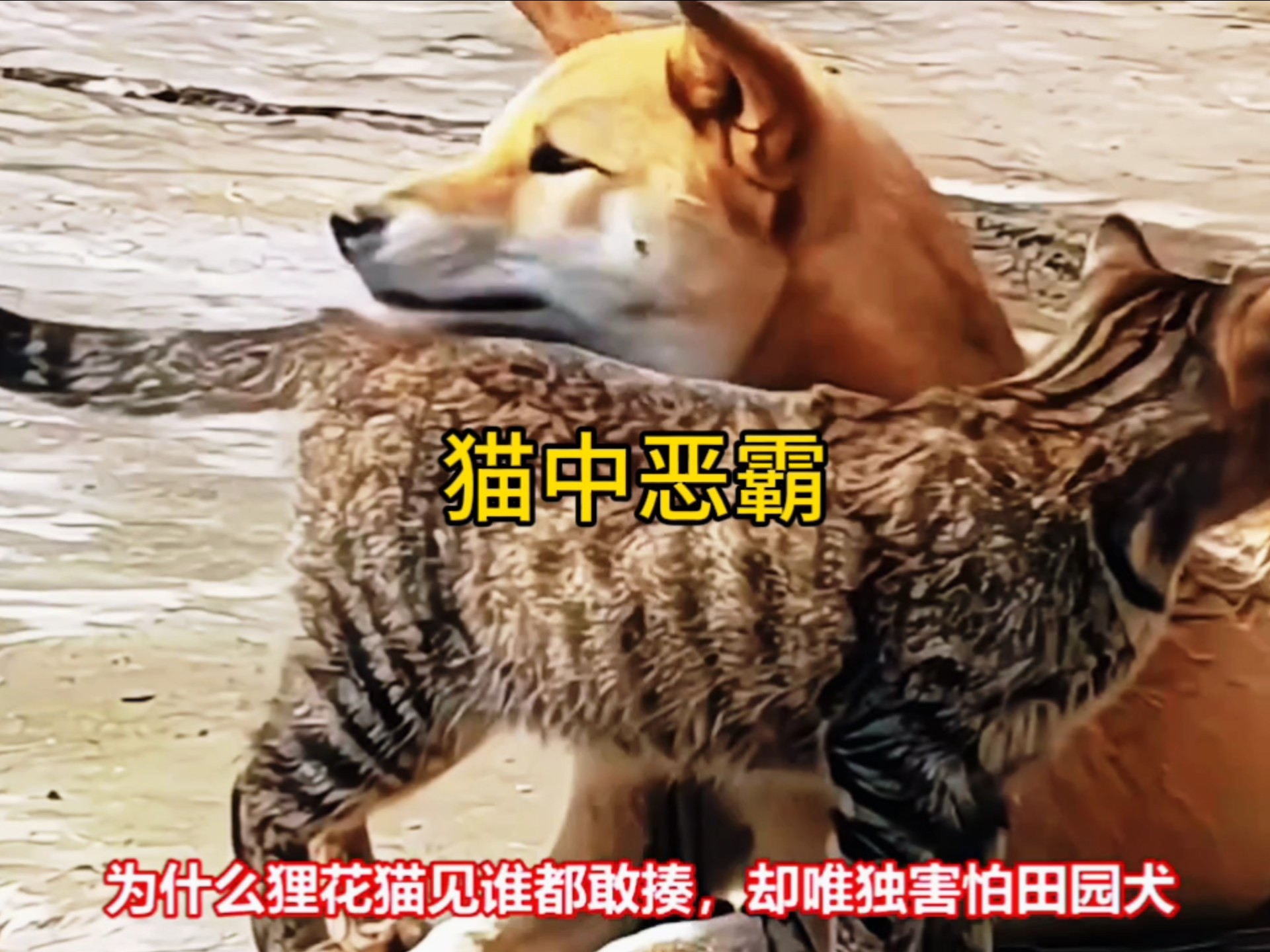 为什么狸花猫见谁都敢揍？