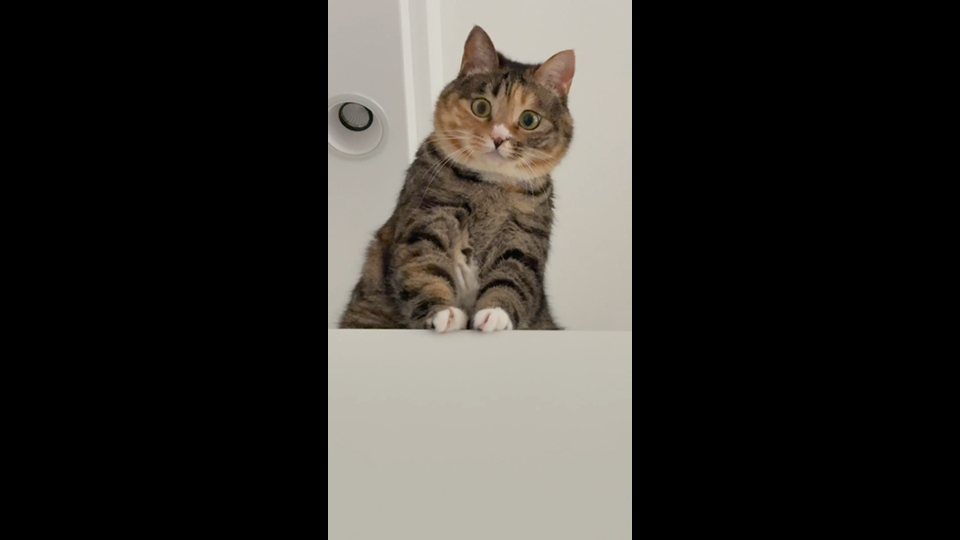 在冰箱上喵喵叫