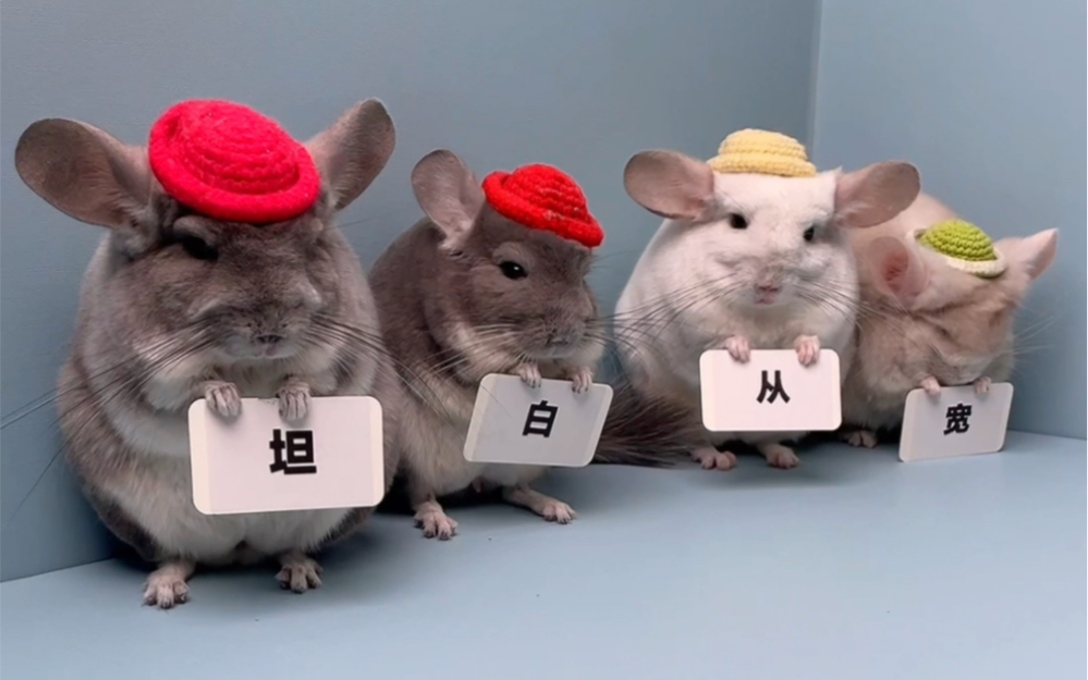 小龙猫不配合...