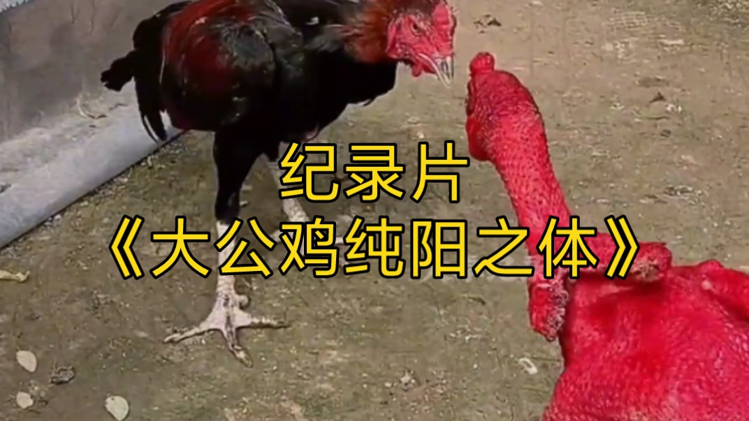 大型纪录片《大公鸡纯阳之体》持续为您播出！