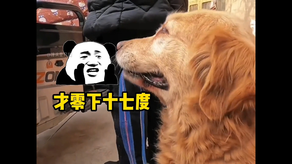 “狗子：身在北方，我希望我能扛过这个冬天”