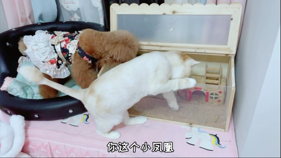 好久没见艾米的宠物鸡了，带你们看看它，猫弟为此都砸头了，哈哈