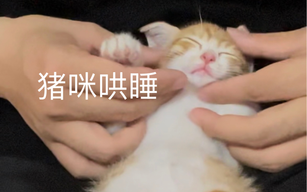 你们要的猫咪哄睡 太可爱啦！