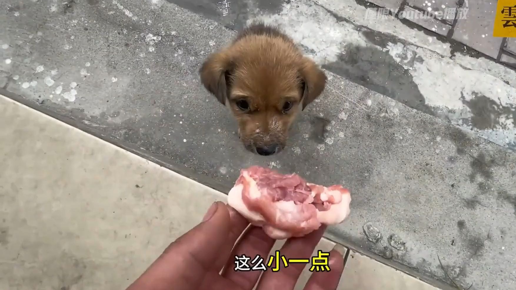 无家可归的小狗再一次回到了饭店门口