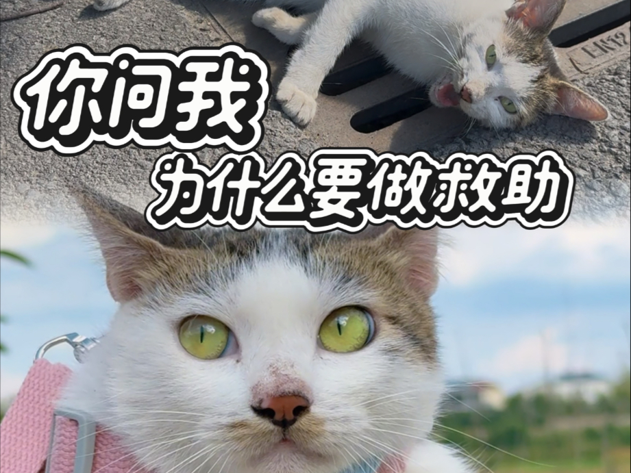 车祸猫咪高温暴晒，只剩下一口气。它用尽最后的力气向路人发出